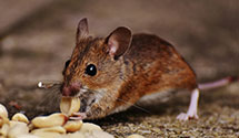 24 Hour & Emergency Exterminators in Chestnut Dale, NC